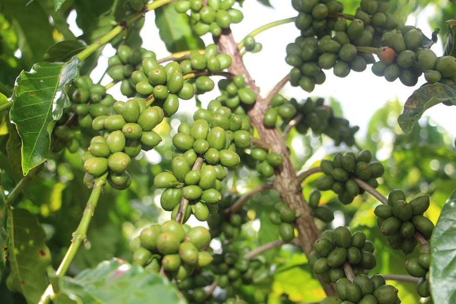 O Governo de Minas está levando tecnologias para intensificação e diversificação de culturas agrícolas no Leste e Nordeste do estado; 20 unidades demonstrativas serão instaladas, sendo a primeira em Teófilo Otoni, com 1,5 hectares; o espaço será distribuído entre culturas de café, hortaliças agroecológicas e forrageiras para alimentação animal; as outras 19 unidades serão anunciadas quando houver consolidação das parcerias entre os diversos órgãos, inclusive, as prefeituras