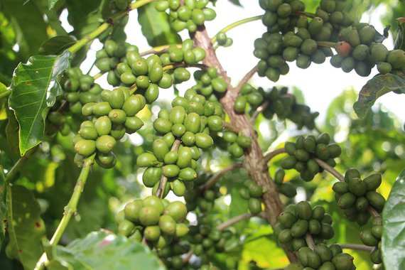 O Governo de Minas está levando tecnologias para intensificação e diversificação de culturas agrícolas no Leste e Nordeste do estado; 20 unidades demonstrativas serão instaladas, sendo a primeira em Teófilo Otoni, com 1,5 hectares; o espaço será distribuído entre culturas de café, hortaliças agroecológicas e forrageiras para alimentação animal; as outras 19 unidades serão anunciadas quando houver consolidação das parcerias entre os diversos órgãos, inclusive, as prefeituras