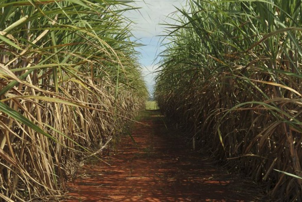 A produção de cana-de-açúcar no Brasil registrou, na safra 2017/2018, queda de 3,6% na comparação com a safra anterior; foram produzidos 633,26 milhões de toneladas, ante 657,18 milhões obtidos no ano anterior; os números do encerramento da safra 2017/2018 foram divulgados pela Companhia Nacional de Abastecimento (Conab)