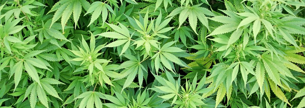 A Reportagem do jornal The Guardian informa que a cadeia de supermercados alemã Lidl passará a vender aos consumidores, nos supermercados suíços, canábis cultivada localmente, como alternativa ao tabaco de enrolar; de acordo com a rede, os produtos têm propriedades anti-inflamatórias e são indicados para relaxamento