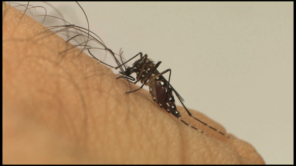 Na oitava semana epidemiológica de 2018, o Piauí aponta uma redução de 26,2% nos casos de chikungunya em relação ao mesmo período de 2017; esse ano, foram 76 notificações em 11 municípios; em 2017, foram 107 notificações em dez municípios; também houve redução de 43,6% nos casos de dengue, com 204 casos notificados em 23 municípios em 2018; os dados foram apresentados pela Sala Estadual de Coordenação e Controle das Ações de Enfrentamento à Microcefalia, da Sesapi