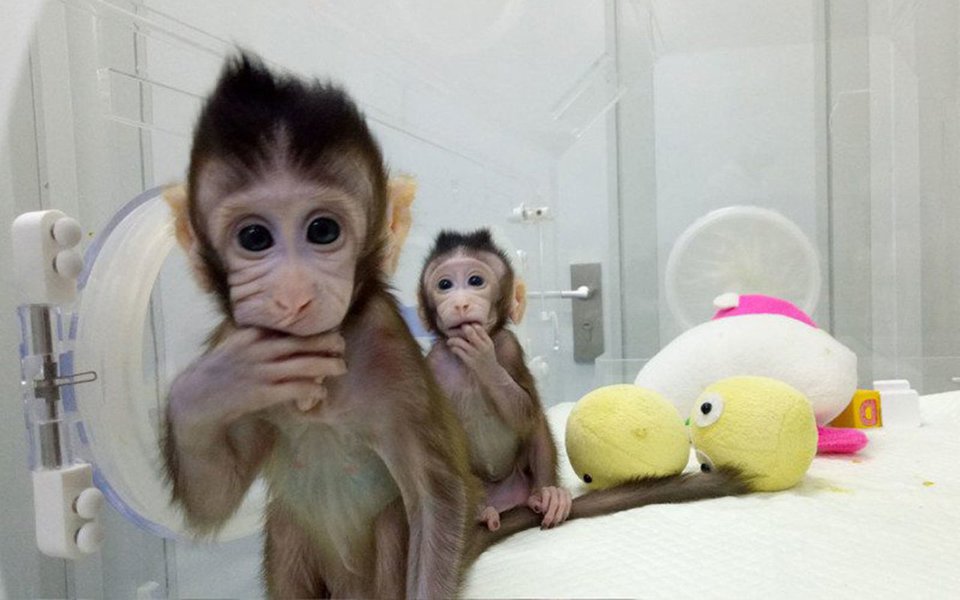 Conheça Zhong Zhong e Hua Hua – duas macaquinhas recém nascidas em Pequim, na China. Ambas perfeitamente saudáveis, são os primeiros primatas produzidos com o mesmo método que fez a ovelha Dolly há duas décadas. O experimento coloca os cientistas chineses na vanguarda de uma tecnologia que poderá, no futuro próximo, produzir muitos macacos geneticamente modificados para servir de modelos e cobaias na pesquisa de doenças humanas. 