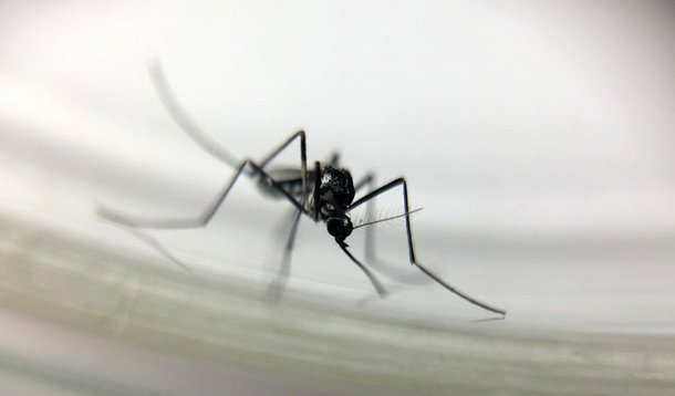 Em boletim publicado nesta quarta-feira (17), a Secretaria de Estado da saúde confirma 15 mortes por febre amarela em Minas Gerais; ao todo, são 22 infecções pela doença, incluindo casos que evoluíram para a cura - Nova Lima, na grande BH, registra cinco casos de óbito
