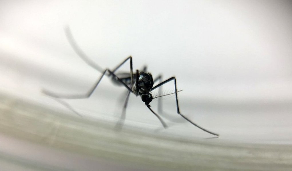 Em boletim publicado nesta quarta-feira (17), a Secretaria de Estado da saúde confirma 15 mortes por febre amarela em Minas Gerais; ao todo, são 22 infecções pela doença, incluindo casos que evoluíram para a cura - Nova Lima, na grande BH, registra cinco casos de óbito