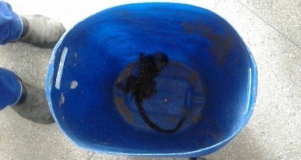 Desde o início de janeiro, 60 macacos foram capturados na capital baiana - 55 mortos e cinco vivos (aparentemente doentes) - para realização de exames laboratoriais de detecção da febre amarela; para comparação, em 2017, foram registrados 13 macacos com confirmação de febre amarela em Salvador
