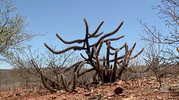 O governo do estado, por meio da Secretaria de Desenvolvimento Rural (SDR), assina nesta segunda-feira (29), 30 Termos de Colaboração, no âmbito do projeto Viva o Semiárido, co-financiado pelo Fundo Internacional de Desenvolvimento Agrícola (FIDA), uma agência das ONU; serão de R$ 7 milhões destinados a planos de investimentos produtivos (PIPs) que contemplarão mais de mil famílias de 23 municípios do semiárido piauiense