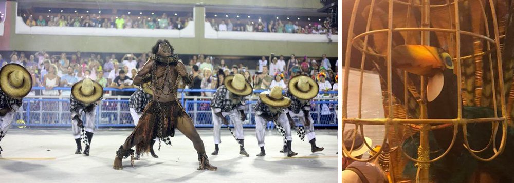 A escola de samba Paraíso de Tuiuti, que denunciou na Sapucaí o golpe e mostrou Michel Temer como vampiro, também pôs um tucano dentro de uma gaiola, algo que não acontece na vida real; a foto publicada no Twitter pela internauta Anna Lú