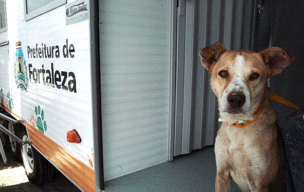 O prefeito Roberto Cláudio (PDT) anuncia hoje (12) um pacote de medidas voltado para a proteção animal em Fortaleza. Entre as ações está a assinatura de decreto que abre seleção para contração temporária de veterinários para o VetMóvel e a realização do programa Virada Animal