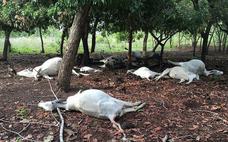 Desde o início do ano, em apenas uma fazenda de Talismã, no Tocantins, 87 animais do rebanho de gado morreram após serem atingidos por tempestades com raios e outros 30 animais foram atingidos em outras fazendas do sul do estado; segundo o coordenador da Defesa Civil em Talismã e Alvorada, João Carlos Lopes, o fato de a região ser plana e alta favorece a incidência de raios