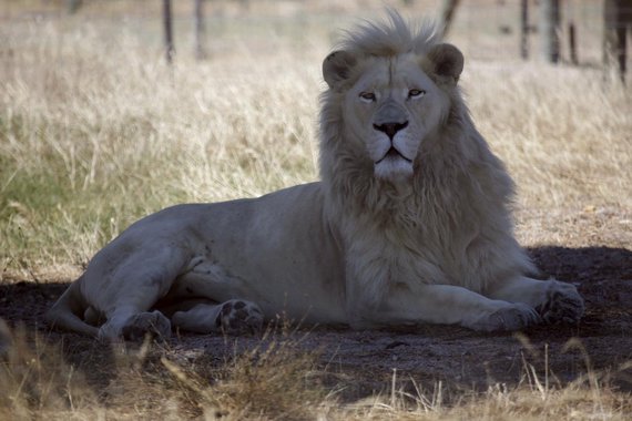 Um caçador foi devorado por leões nas proximidades do Parque Kruger, na África do Sul, informaram as autoridades locais; segundo a polícia, sobraram apenas algumas partes do corpo do homem. Os vestígios foram encontrados no fim de semana na mata num parque particular perto de Hoedspruit, na província de Limpopo, onde leões tem sido perseguidos de maneira crescente nos últimos anos