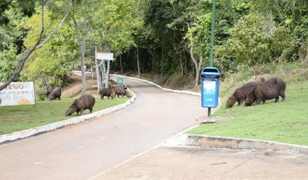 As mortes de dois macacos ocorridas no Parque Cesamar, em Palmas, em menos de uma semana, serão investigadas pelo Laboratório Central do Tocantins e pelo Instituto Evandro Chagas, no Pará; o primeiro animal foi encontrado morto no dia 18 e o segundo, na manhã desta segunda-feira, 22; o Centro de Controle de Zoonoses vai realizar exames para avaliar se há contaminação pelo vírus da febre amarela
