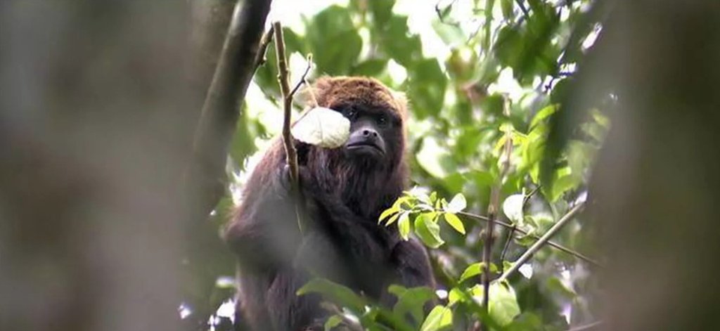A secretaria estadual de Saúde fechou, a partir desta terça-feira (23), o zoológico de São Paulo, o Zoo Safari e o Jardim Botânico, após um macaco bugio ter sido encontrado morto na região do zoológico; o animal morreu por febre amarela, de acordo com exames feitos no primata; a OMS passou a considerar todo o estado de São Paulo como área de risco de febre amarela