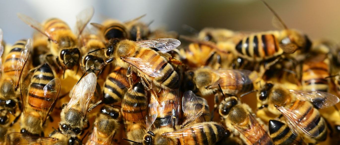 Um policial militar segue internado em estado grave no Centro de Terapia Intensiva em um hospital de Volta Redonda, no Rio, após ter sido atacado por abelhas; outros seis policiais também ficaram feridos no ataque ocorrido no município de Resende; o grupo, com homens de vários batalhões, fazia uma operação de repressão a criminosos em uma área de mata, quando encontraram uma caixa; ao abri-la se depararam com um enxame