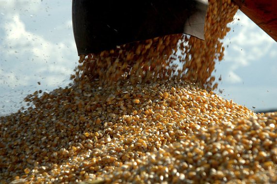 A Fundação João Pinheiro (FJP) divulgou dados referentes à produção agrícola, rebanhos e produtos de origem animal de Minas Gerais entre os anos 2010 e 2017; disponibilizadas na plataforma FJP Dados, as informações também contemplam a evolução recente dos valores exportados pela agropecuária e pela indústria alimentar mineira no período; as exportações de produtos agropecuários de Minas Gerais, em valores (US$ FOB), aumentaram 5,6% entre janeiro e setembro se comparadas ao mesmo período de 2016, enquanto as exportações de produtos da indústria alimentar tiveram crescimento de 22,4% na mesma base de comparação