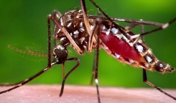 Durante encontro entre gestores das três esferas da administração pública, em Maceió, representantes de Alagoas afirmaram que os números de casos de dengue de 2017 caíram em mais de 80%, em relação aos do ano passado, os de zika, superior a 95% e chikungunya 96%; resultado positivo é colocado na conta da parceria entre municípios, Estado e governo federal