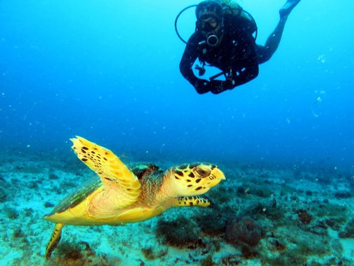 A única Unidade de Conservação (UC) marinha do Ceará, o Parque Estadual Marinho Pedra da Risca do Meio, está completando 20 anos nesta quinta-feira (16), com a realização de  um seminário abordando questões como a biotecnologia, a gestão do parque e educação ambiental entre outras. O Parque, situado a 18km da costa, saindo do Mucuripe, e 33km de área, tem flora e fauna extremamente ricas