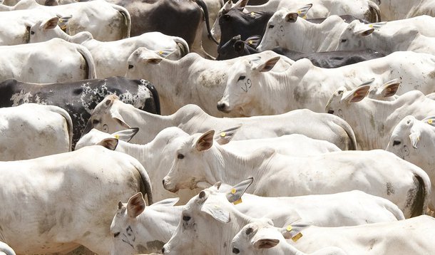 Depois de ter apresentado uma recuperação no 2° trimestre, quando o produto agregado mineiro cresceu 1,4% na série com ajuste sazonal, o PIB de Minas Gerais voltou a apresentar resultado negativo; no terceiro trimestre de 2017 houve queda de 0,7%, em termos reais, em relação ao segundo trimestre do ano, considerando a análise da série dessazonalizada; PIB de Minas Gerais apresentou variação positiva de 0,1% no cômputo dos nove meses completados em setembro deste ano; o setor de serviços (0,6%) foi o principal responsável para o resultado positivo, tendo em vista o crescimento do subsetor de comércio (1,2%) e de transporte (0,9%); o dado é parte do produto Indicadores FJP – PIB trimestral de Minas Gerais, 3° Trimestre/2017, divulgado pela Fundação João Pinheiro (FJP)