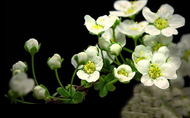 O nascimento e a floração de dezenas de plantas documentado em uma série de macrofotografias: um vídeo que mostra o silenciosa e incessante trabalho da natureza.