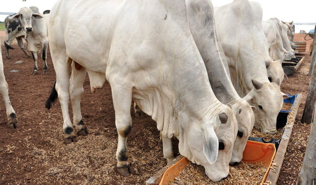 O Sindicato das Indústrias Frigoríficas de Carnes Bovinas, Suínas, Aves, Peixes e Derivados do Estado do Tocantins (Sindicarnes), manifestou posição contrária à lei que reduz a alíquota do ICMS de 7% para 4% para a venda de gado vivo a outros estados do País; de acordo com o sindicato, o poder público precisa criar mecanismos de geração de emprego e renda; "E, ao produzir e sancionar a lei de redução do ICMS, o Governo do Tocantins trabalha na contramão do crescimento comprometendo toda a cadeia produtiva do Estado, gerando desemprego e deixando as indústrias frigoríficas do Estado com menos poder de competitividade em relação aos mercados interno e externo"