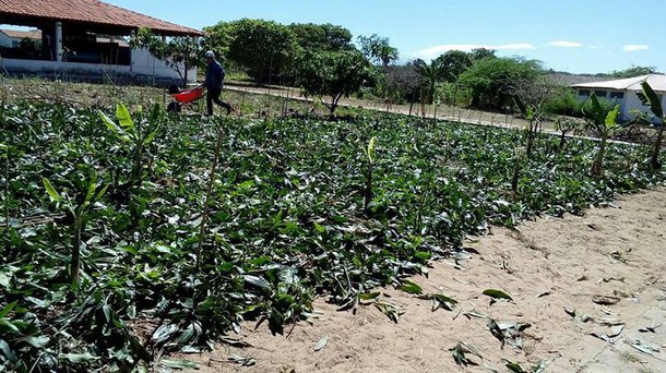 O Programa de Aquisição de Alimentos (PAA) Compra Direta recebeu do Governo Federal por meio do Ministério do Desenvolvimento Social e Agrário, R$ 12,6 milhões, beneficiando diretamente 3.500 agricultores e agricultoras familiares em 128 municípios do Piauí; serão beneficiadas com a distribuição de alimentos 297 Instituições, que atendem pessoas em situação de vulnerabilidade alimentar como os Centros de Referência e Asistência Social (CRAS), Escolas Públicas, creches, abrigos e APAEs