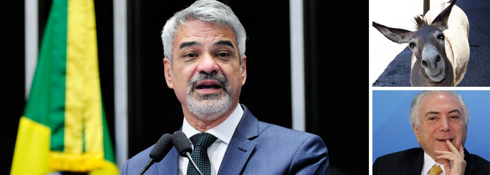 Líder da oposição no Senado, Humberto Costa (PT-PE) criticou duramente o governo Michel Temer por querer alterar às pressas as regras da Previdência, prejudicando aposentados e pensionistas com o aumento da mínima, fim do regime previdenciário próprio dos servidores públicos, elevação do tempo de contribuição, dentre outras medidas; "Afogado em denúncias, asfixiado pela rejeição popular e com uma base mantida à custa do saque do dinheiro do brasileiro, esse presidente golpista insiste em aprovar uma reforma que vai destruir a segurança de uma velhice tranquila. É um governo de asnos, jericos e jumentos, a começar pelo presidente da República", afirma. "E quero aqui, aliás, me desculpar com esses animais, que não merecem esse tipo de comparação", disparou
