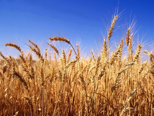 Será inaugurada, na próxima quarta-feira (11), a primeira indústria de melhoramento de grãos de trigo do estado, a Moinho Piauí; o projeto pioneiro instalado por argentinos funcionará no município de Altos, a 40 km de Teresina, gerando empregos e movimentando a economia; com 95% da mão de obra advinda dos próprios moradores da região, a indústria investiu cerca de R$ 6 milhões; o valor corresponde a  somatória de maquinário, imóveis e know how