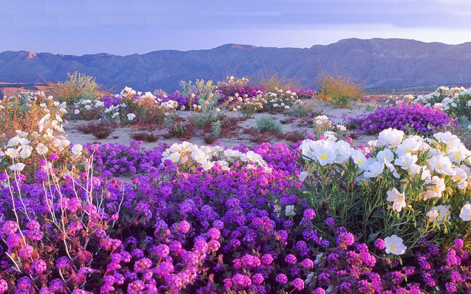 Há poucos dias, o Deserto do Atacama, no norte do Chile, um dos lugares mais inóspitos do planeta, se transformou numa imensa pradaria coberta de flores. O fenômeno só acontece a cada 6-7 anos, graças a chuvas de primavera particularmente intensas.