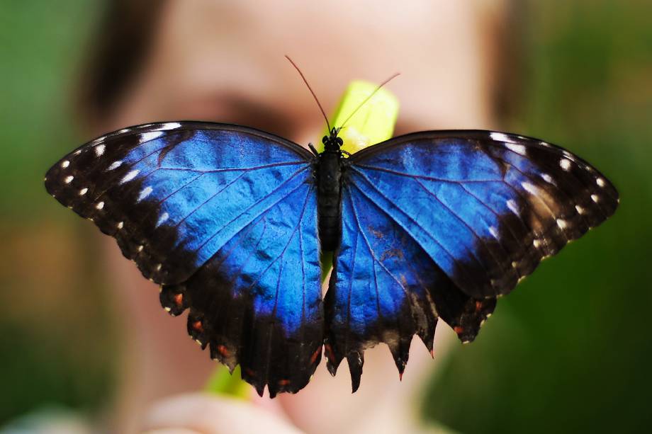 o que é o que é, tem escamas mas não é peixe? a borboleta, professora. respondi, para espanto geral da turma. desapontada, a professora resolveu checar se a minha resposta inusitada não se tratava apenas de um chute que acabou dando certo