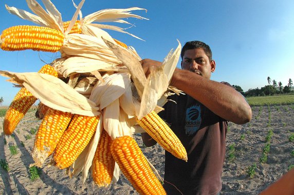 O produtor rural sergipano recebe mais um auxílio para aumentar sua produção e, consequentemente, o seu negócio; é que o Banco do Brasil anunciou, no Plano Safra 2017/2018, um aporte de R$ 103 bilhões em crédito para ser distribuído em todos os estados; Sergipe foi contemplado com R$ 285 milhões para operações em crédito rural
 
