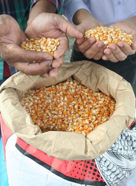 Com pequena área territorial, Sergipe vem se destacando na produção de grãos do Nordeste; para a safra 2016/2017, a expectativa, conforme a Conab, é que o estado apresente variação positiva de 317,1%, a maior da região; em segundo  lugar está o Ceará, com 182,1%; em todo o Nordeste, o crescimento será de 85%