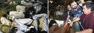 O secretário de estado do desenvolvimento rural, Francisco Limma, esteve, na cidade de Jacobina do Piauí, prestigiando a 3ª Ovinocaprishow, considerada uma das maiores feiras agropecuárias do território Chapada Vale do Itaim; chefe do executivo assinou dois planos de negócios, pelo projeto Viva o Semiárido, voltados para o fomento das ovinocaprinocultura e apicultura daquela região; estão sendo investidos recursos na ordem de R$ 1,2 milhão em projetos aprovados e em liberação para as associações de Tanque Novo e do Baixio da Bela Vista, ambas na região de Jacobina, beneficiando 60 família