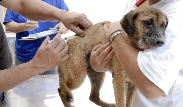 Até o próximo dia 21, a população do Recife poderá imunizar cães e gatos com a vacina antirrábica, em dez pontos da cidade; medida foi tomada pela Secretaria de Saúde do município depois de confirmada, no início da semana, a morte de uma proprietária de pet shop, na capital pernambucana, mordida por um gato de rua; este foi o primeiro caso em 19 anos, na cidade; bloqueio sanitário vem sendo realizado desde o dia 28 de junho, por agentes da Vigilância Ambiental, em um raio de cinco quilômetros, partindo de onde o gato que mordeu a vítima circulava