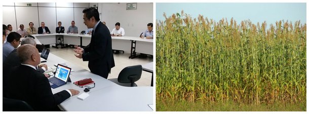 Encontro entre representantes de uma empresa japonesa e técnicos da Secretaria de Agricultura de Alagoas, decidiu pela criação de um grupo de apoio para os projetos de pesquisas com materiais do sorgo, que serão desenvolvidas pelos japoneses; ainda  este ano, começam a ser implantadas três áreas com materiais de experimento de sorgo em áreas produtivas de cana de açúcar