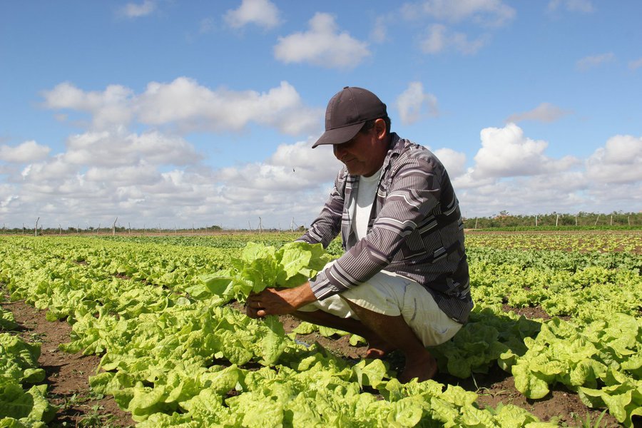 O governo de Alagoas concedeu 74 títulos de propriedade a pequenos agricultores dos municípios de Murici, Messias, Joaquim Gomes, São Luiz do Quintude, Novo Lino e Flexeiras; com os títulos, os agricultores podem obter, entre outras facilidades, crédito bancário, possibilidade de inclusão nos programas sociais dos governos estadual e federal e pleitear aposentadoria, já que o documento serve como comprovante do trabalho no campo