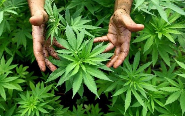 Plantas modificadas geneticamente em laboratórios clandestinos e o uso de venenos nunca testados colocam em risco a saúde de quem faz uso recreativo ou medicinal