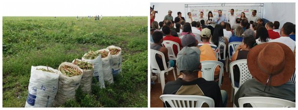 O resultado da safra do Programa Barriga Cheia previsão o resultado satisfatório de uma colheita recorde de 35 mil sacas de feijão de corda em Campo Alegre, no Agreste de Alagoas; o programa, em sua terceira edição no município, beneficia 917 famílias de pequenos agricultores familiares, distribuídas em 1.700 tarefas de terra; áreas foram cedidas por duas usinas, enquanto o Governo de Alagoas fez a doação das sementes