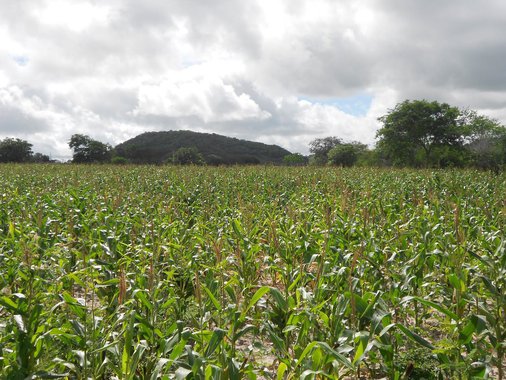 Previsão para este ano é do Instituto Brasileiro de Geografia e Estatística (IBGE), que prevê uma safra recorde de grãos em Alagoas; de acordo com Levantamento Sistemático da Produção Agrícola (LSPA) de junho, divulgado pelo órgão, o Estado terá uma produção de 80.143 toneladas de cereais, leguminosas e oleaginosas; aumento é de 109,8% em relação à safra passada; clima favorável e mudança de culturas nas lavouras são as justificativas