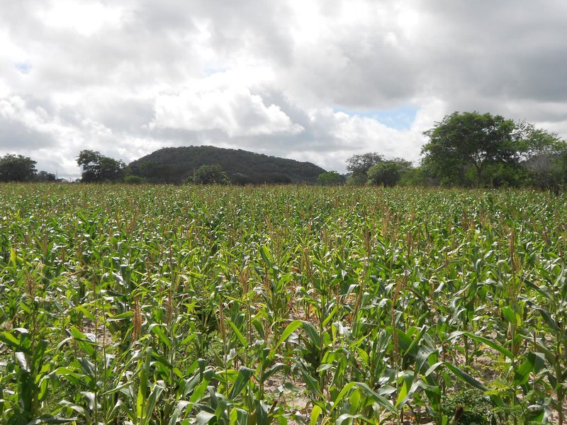 Previsão para este ano é do Instituto Brasileiro de Geografia e Estatística (IBGE), que prevê uma safra recorde de grãos em Alagoas; de acordo com Levantamento Sistemático da Produção Agrícola (LSPA) de junho, divulgado pelo órgão, o Estado terá uma produção de 80.143 toneladas de cereais, leguminosas e oleaginosas; aumento é de 109,8% em relação à safra passada; clima favorável e mudança de culturas nas lavouras são as justificativas