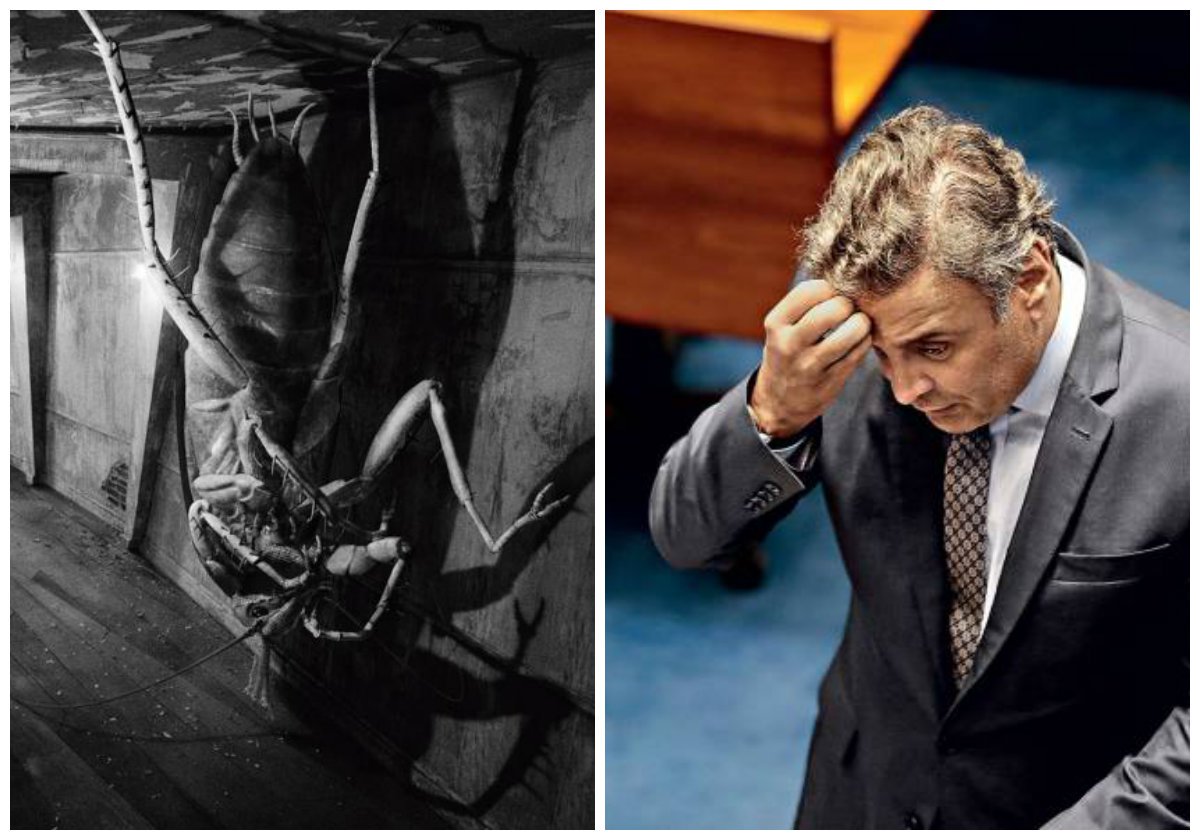 "Em uma gelada manhã de junho Aecio Samsa acordou transformado numa repulsiva barata", escreveu Fernando Morais, ao saber que o senador afastado Aécio Neves (PSDB-MG) dissera a aliados viver uma situação "kafkiana"; Aécio, decerto, se referia a "O Processo", mas sua história se encaixa mais com "A Metamorfose"