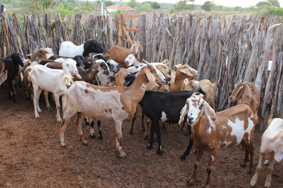 O Fundo Internacional de Desenvolvimento Agrícola (Fida), agência ligada à ONU), informou, na semana passada, em comunicação oficial ao Governo do Piauí, que o financiamento adicional para o Projeto Viva o Semiárido (PVSA) foi aprovado e será de USD 16.5 milhões, ou seja, aproximadamente R$ 56 milhões; o valor será em complemento ao financiamento atual do PVSA, executado pela Secretaria de Estado do Desenvolvimento Rural (SDR); o projeto já recebeu investimentos de USD 20 milhões, cerca de R$ 68 milhões; com o aditivo, o programa vai alcançar um financiamento Fida na ordem de R$ 125 milhões