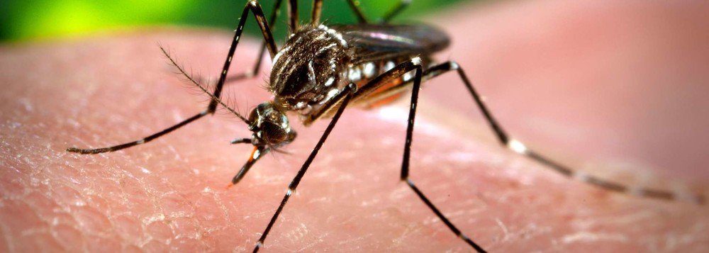 A Secretaria Estadual de Saúde do Rio de Janeiro informou que o paciente Joaquim de Oliveira Santos, confirmado com febre amarela, recebeu alta do Instituto Estadual de Infectologia São Sebastião; ele foi o terceiro caso de febre amarela confirmado no estado este ano; os três pacientes são de Casimiro de Abreu, no interior fluminense
 