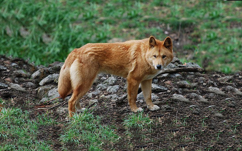 O cão selvagem das montanhas da Nova Guiné, parente dos dingos australianos, tinha desaparecido há décadas sem deixar rastros. Uma expedição confirma que ele está vivo e goza de ótima saúde.
