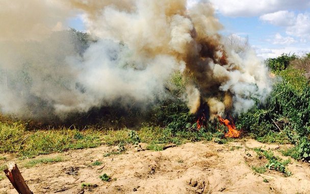 Polícia Federal (PF) em Pernambuco divulgou hoje (29) o balanço da Operação Baraúna, realizada entre os dias 15 e 22 deste mês, que destruiu 362 mil pés de maconha e 159 mil mudas da planta em 97 área; caso os 362 mil pés fossem colhidos, seria possível fazer 120 toneladas de maconha; polícia também apreendeu 2,1 toneladas da substância pronta para consumo; erradicação de pés de maconha este ano já superou a do ano passado em Pernambuco; foram 410 mil plantas desde janeiro até agora, contra 359 mil de todo o ano de 2016