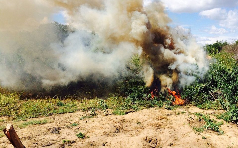 Polícia Federal (PF) em Pernambuco divulgou hoje (29) o balanço da Operação Baraúna, realizada entre os dias 15 e 22 deste mês, que destruiu 362 mil pés de maconha e 159 mil mudas da planta em 97 área; caso os 362 mil pés fossem colhidos, seria possível fazer 120 toneladas de maconha; polícia também apreendeu 2,1 toneladas da substância pronta para consumo; erradicação de pés de maconha este ano já superou a do ano passado em Pernambuco; foram 410 mil plantas desde janeiro até agora, contra 359 mil de todo o ano de 2016
