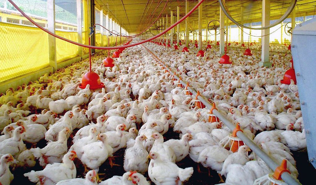 A BRF, dona da Sadia e Perdigão, está quebrando ovos que eventualmente iriam gerar frangos para abate para reduzir sua produção futura, em meio aos problemas de mercado causados pela Operação Carne Fraca, da Polícia Federal; ação espalhafatosa da PF paralisou exportações e causa prejuízos de R$ 200 milhões ao dia ao Brasil; ministro da Justiça de Temer, Osmar Serraglio, é ligado à máfia dos fiscais e ainda não foi demitido