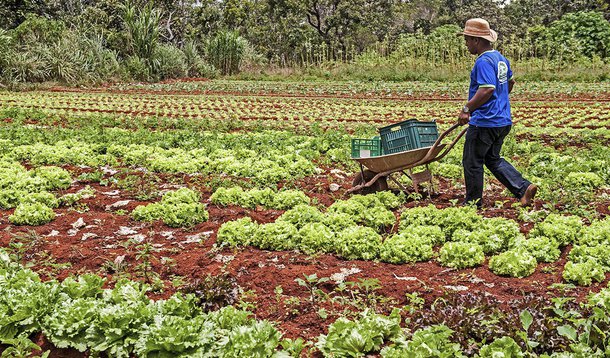 agricultura familiar