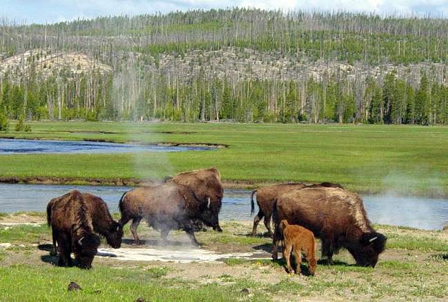 Rebanhos de búfalos habitam o território do Parque Yellowstone, dividindo as terras com alces, veados, lobos e variada fauna 
