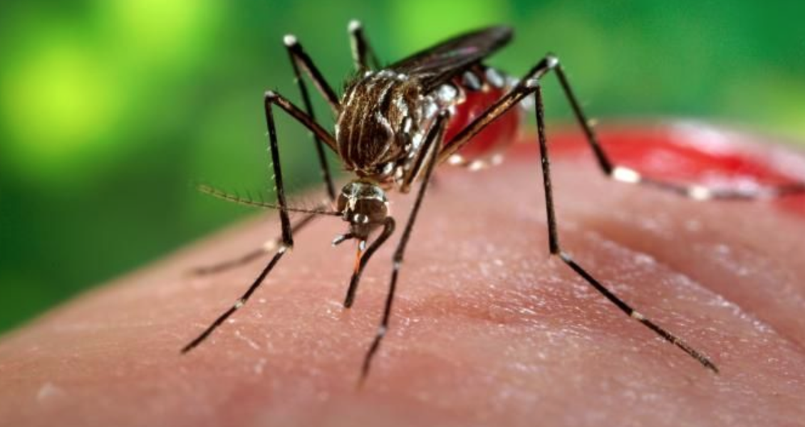 De janeiro até a segunda semana de maio foram confirmados mais de 13 mil casos. Fortaleza responde por mais da metade dos casos de chikungunya registrados no Ceará: são 8 mil casos só neste ano