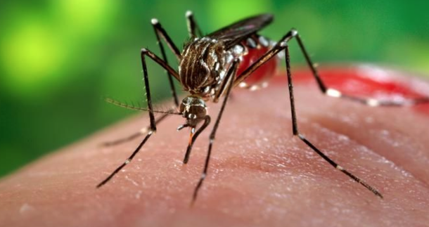 De janeiro até a segunda semana de maio foram confirmados mais de 13 mil casos. Fortaleza responde por mais da metade dos casos de chikungunya registrados no Ceará: são 8 mil casos só neste ano