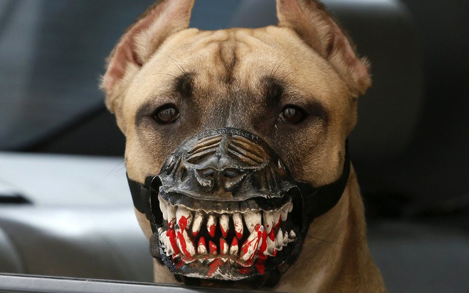 Na verdade, a maioria do povo brasileiro, conforme as últimas eleições presidenciais e as recentes pesquisas eleitorais, ainda é um povo fiel às suas origens e refratário aos ladros de cães políticos ferozes, embora, por natureza, ainda não aprendeu a contragolpear. Talvez nem aprenda, pois a perversão canina é um fenômeno estrutural das subjetividades